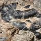 Dark crustacean shell fragment embedded in coprolite, or fossilized dinosaur poop. (Image: University of Colorado)